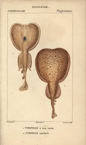 Image result for Torpedo marmorata