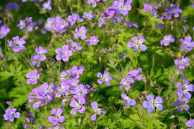 Attēlu rezultāti vaicājumam “Geranium sylvaticum bud”