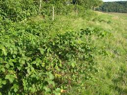 Attēlu rezultāti vaicājumam “Rubus plicatus”