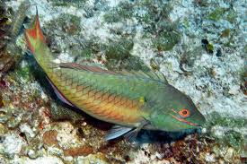 Image result for Sparisoma aurofrenatum