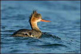 Attēlu rezultāti vaicājumam “Mergus serrator female”