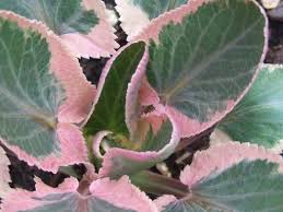 Attēlu rezultāti vaicājumam “Eryngium planum leaf”