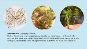 Attēlu rezultāti vaicājumam “Myriophyllum alterniflorum leaf”