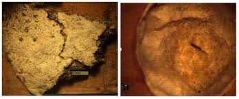 Attēlu rezultāti vaicājumam “Physarum bitectum sessile”