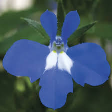 Attēlu rezultāti vaicājumam “Lobelia erinus”