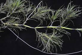 Attēlu rezultāti vaicājumam “Najas tenuissima”