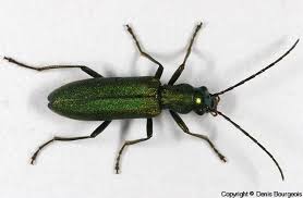 Attēlu rezultāti vaicājumam “Chrysanthia viridissima”