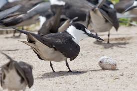 Image result for Onychoprion fuscatus