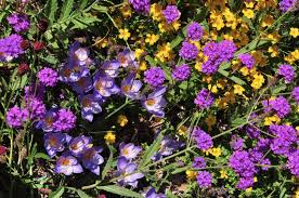 Attēlu rezultāti vaicājumam “Crocus speciosus”