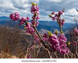Attēlu rezultāti vaicājumam “Daphne mezereum flower”