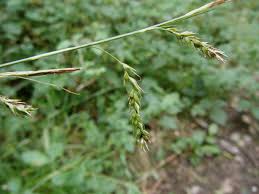 Attēlu rezultāti vaicājumam “Carex sylvatica fruit”