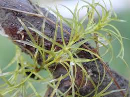 Attēlu rezultāti vaicājumam “Najas flexilis leaf”