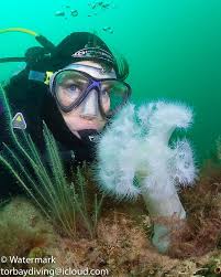 Image result for Torbay Sub-Aqua Club