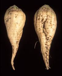 Image result for Beta vulgaris