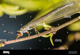 Attēlu rezultāti vaicājumam “Myrmeleontidae imago”