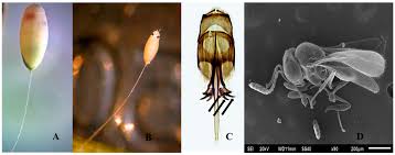 Attēlu rezultāti vaicājumam “Chrysopidae eggs”
