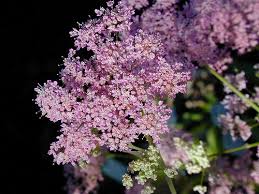 Image result for Pimpinella major