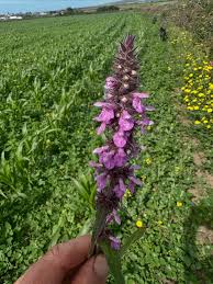 Attēlu rezultāti vaicājumam “Stachys palustris flower”