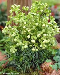 Image result for Helleborus foetidus