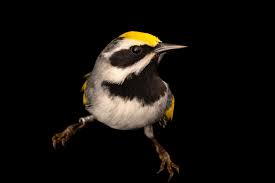 Image result for Vermivora chrysoptera