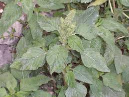 Attēlu rezultāti vaicājumam “Amaranthus retroflexus leaf”