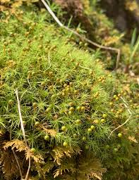 Attēlu rezultāti vaicājumam “Parnassia palustris fruit”