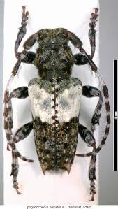 Attēlu rezultāti vaicājumam “Pogonocherus hispidulus”