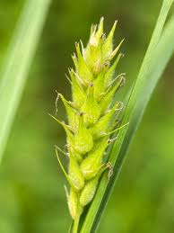 Attēlu rezultāti vaicājumam “Carex hirta fruit”