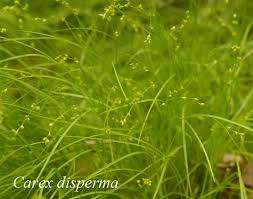 Attēlu rezultāti vaicājumam “Carex disperma”