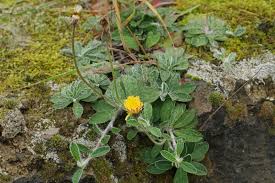 Image result for Hieracium pilosella