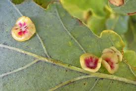 Attēlu rezultāti vaicājumam “Neuroterus albipes”