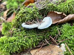 Attēlu rezultāti vaicājumam “Postia caesia”