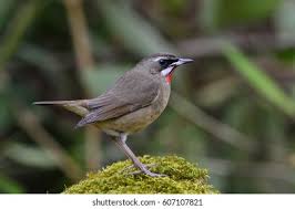 Image result for Luscinia calliope