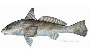 Image result for Menticirrhus americanus