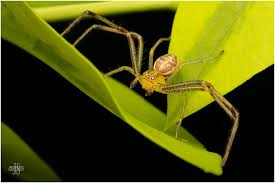 Attēlu rezultāti vaicājumam “Xysticus ulmi adult”