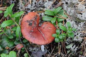 Attēlu rezultāti vaicājumam “Gomphidius roseus”