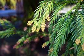 Attēlu rezultāti vaicājumam “Thuja occidentalis flower”