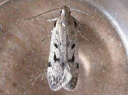 Attēlu rezultāti vaicājumam “Gelechia scotinella”