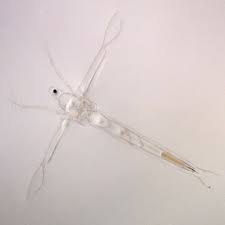 Attēlu rezultāti vaicājumam “Leporida”