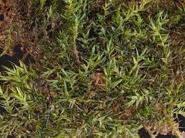 Attēlu rezultāti vaicājumam “Leptodictyum riparium sporophyte”