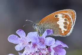 Attēlu rezultāti vaicājumam “Coenonympha arcania”
