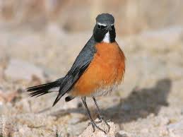 Image result for Irania gutturalis