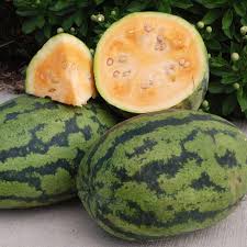 Attēlu rezultāti vaicājumam “Citrullus lanatus”