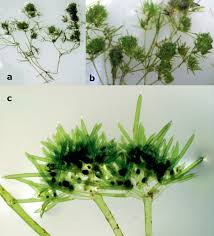 Attēlu rezultāti vaicājumam “Nitella sp.”