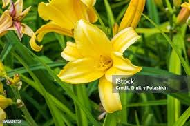 Attēlu rezultāti vaicājumam “Hemerocallis lilioasphodelus”