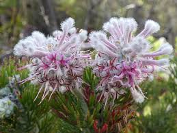 Attēlu rezultāti vaicājumam “Paramesus obtusifrons”