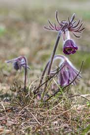 Attēlu rezultāti vaicājumam “Pulsatilla pratensis flower”