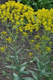 Image result for Isatis tinctoria