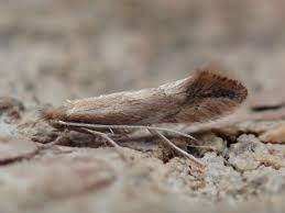Attēlu rezultāti vaicājumam “Phyllonorycter sp.”