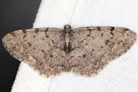 Attēlu rezultāti vaicājumam “Aethalura punctulata”